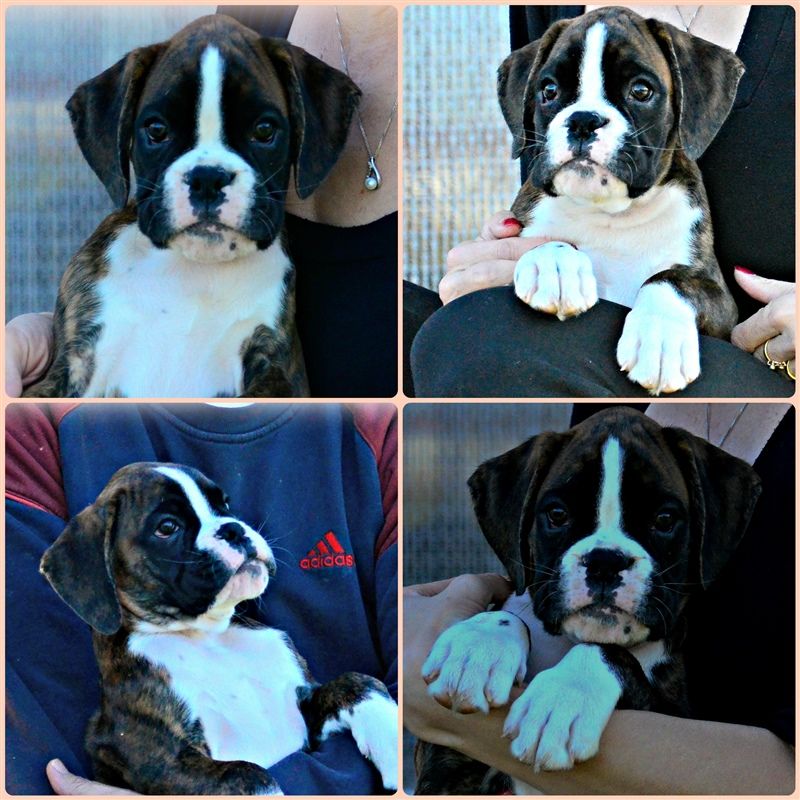 9,5 weeks